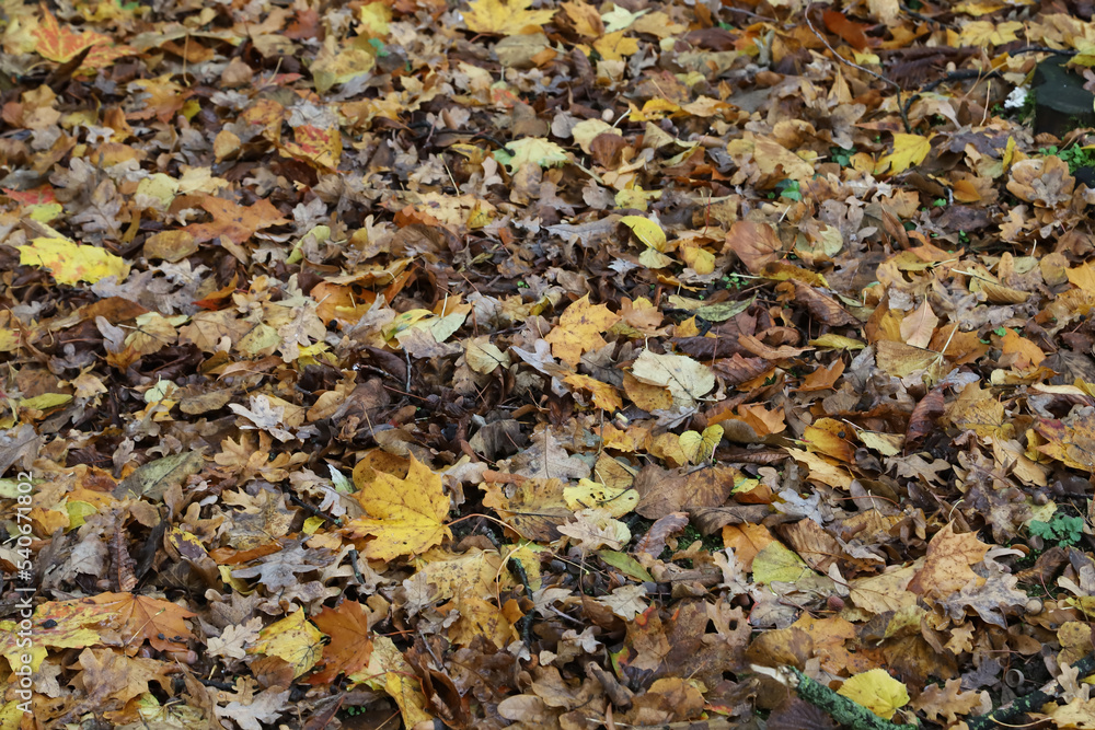 autumn leaves on the ground autumn leaves on the ground