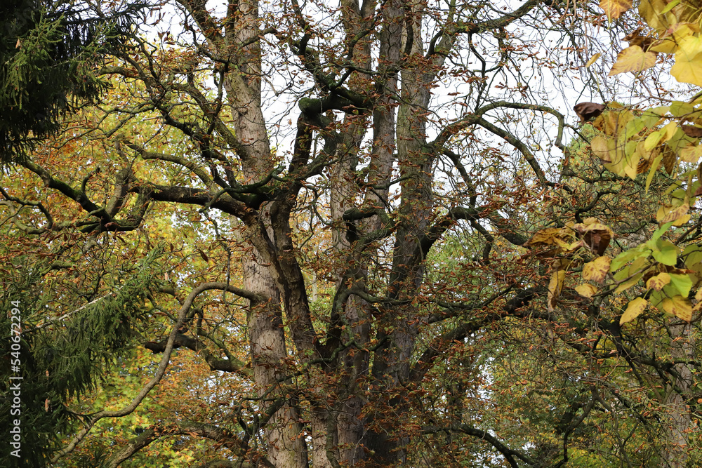 tree in autumn