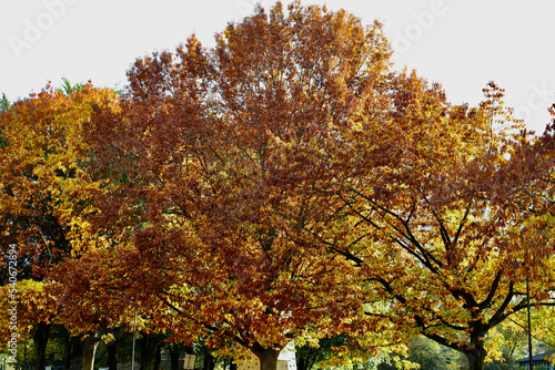 autumn tree in the park © Henning Wiekhorst