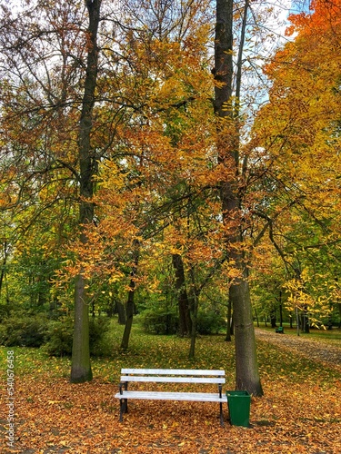 Autumn forest and colourful trees in the park. Colourful leaves on trees and on the ground. Bench in the park in trees. Red, orange and yellow leaves and trees. Sunny day walking in the park. 