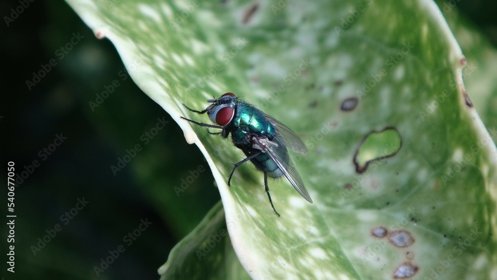 Female common green bottle fly (Lucilia sericata) sitting on a spotted laurel leaf Female common green bottle fly (Lucilia sericata) sitting on a spotted laurel leaf