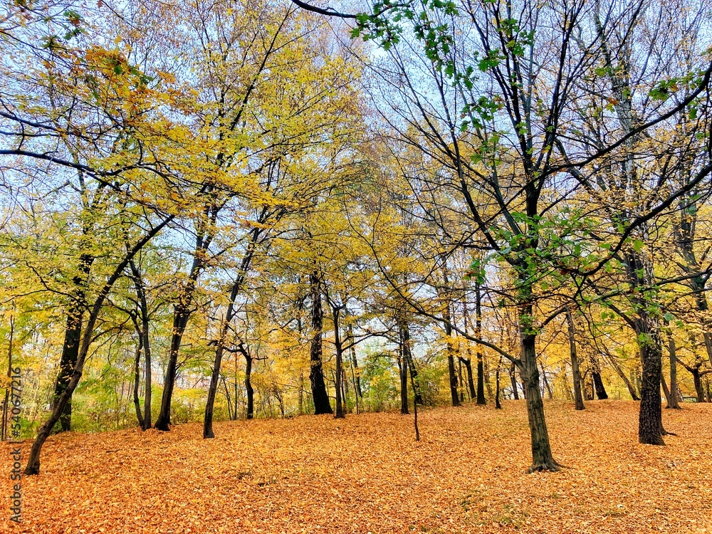 Autumn forest and colourful trees in the park. Colourful leaves on trees and on the ground. Bench in the park in trees. Red, orange and yellow leaves and trees. Sunny day walking in the park. 
