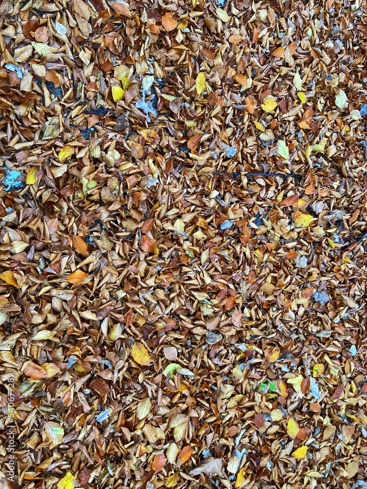 Autumn forest and colourful trees in the park. Colourful leaves on trees and on the ground. Bench in the park in trees. Red, orange and yellow leaves and trees. Sunny day walking in the park.
Autumn forest and colourful trees in the park. Colourful leaves on trees and on the ground. Bench in the park in trees. Red, orange and yellow leaves and trees. Sunny day walking in the park.