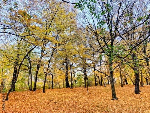 Autumn forest and colourful trees in the park. Colourful leaves on trees and on the ground. Bench in the park in trees. Red, orange and yellow leaves and trees. Sunny day walking in the park. 