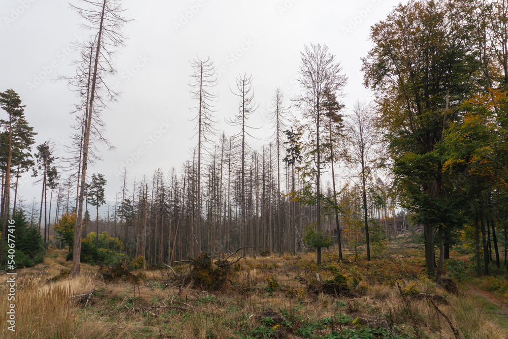 Forest after natural catastrophy, trees dying of bark beetles invasion and/or wildfire in Czech Republic, National Park, Bohemian Switzerland, České Švýcarsko