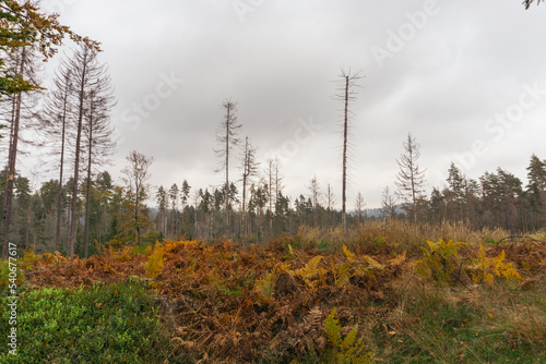 Forest after natural catastrophy, trees dying of bark beetles invasion and/or wildfire in Czech Republic, National Park, Bohemian Switzerland, České Švýcarsko