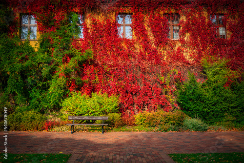 The autumn scenery of the park in Gdansk with a wall covered with red ivy leaves. Poland