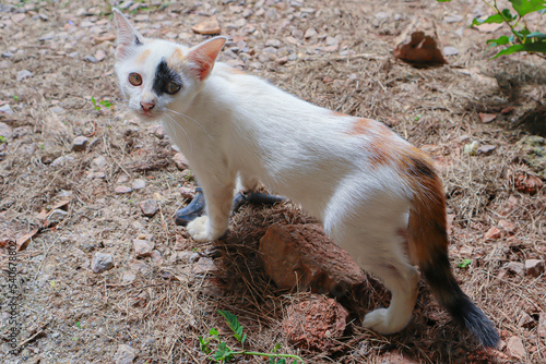 A white cat standing on the ground