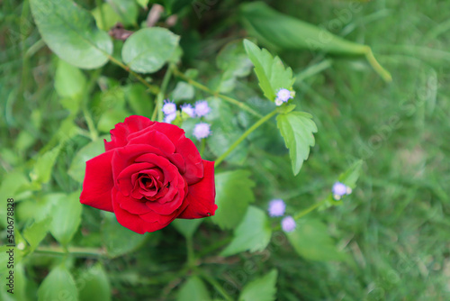 A red rose in the garden