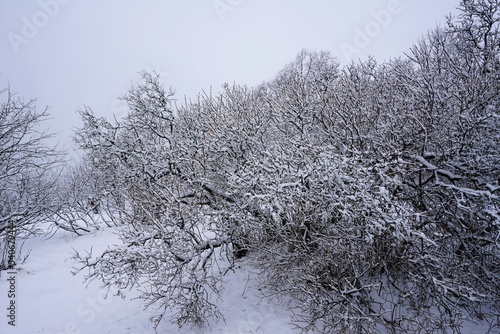 Ice-covered tree branches in winter. Suomenlinna (Sveaborg ) Fortress is UNESCO World Heritage Site, Finland. photo