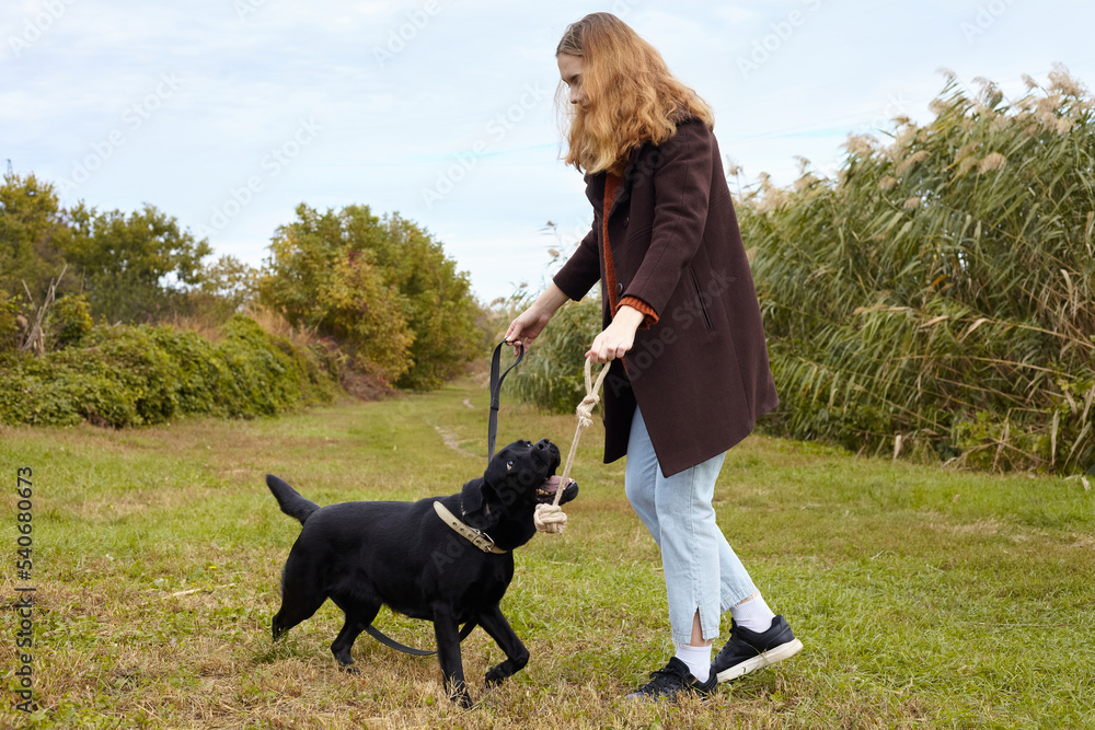 a happy woman walks her dog in the park in autumn a happy woman walks her dog in the park in autumn