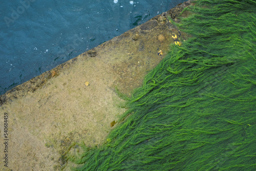 Juicy Green and Blue close-up. Abstract photo of luscious greenery algae on concrete embankment. Aquatic plant at the water's edge. Beauty in nature concept