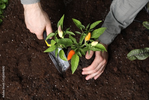 Fototapet Man transplanting pepper plant into soil, top view