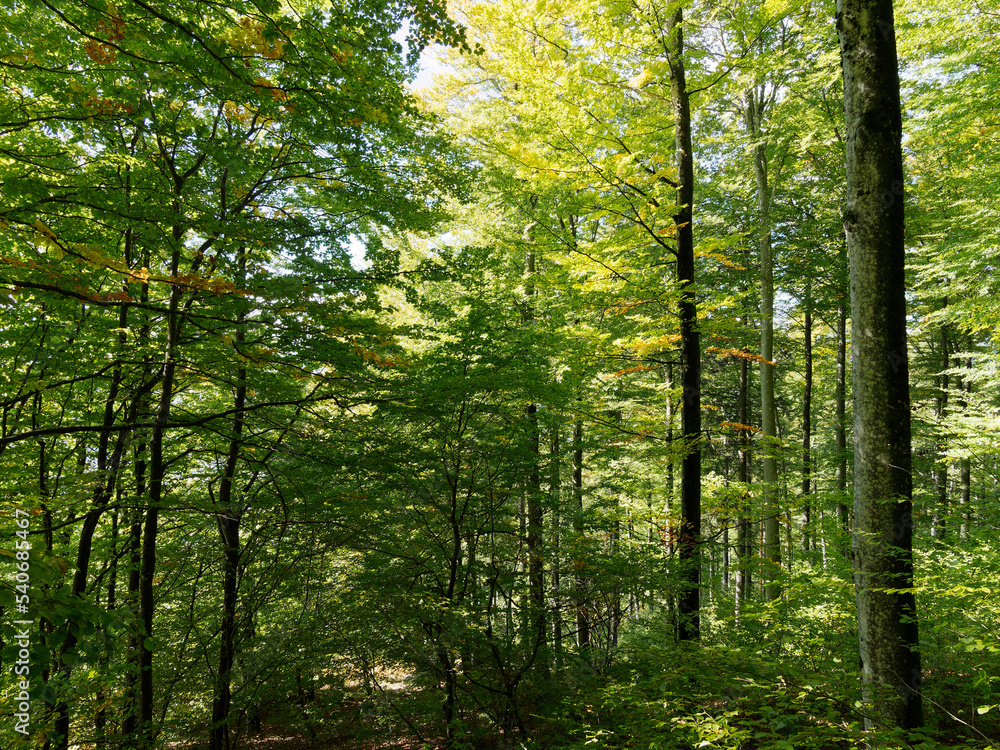 Obraz premium Hotzenwald im Südschwarzwald - Hotzenpfad richtung Pirschweg. Dichter Wald aus Tannen und Buchen. Steiler Weg, gesäumt von riesigen Granitfelsen