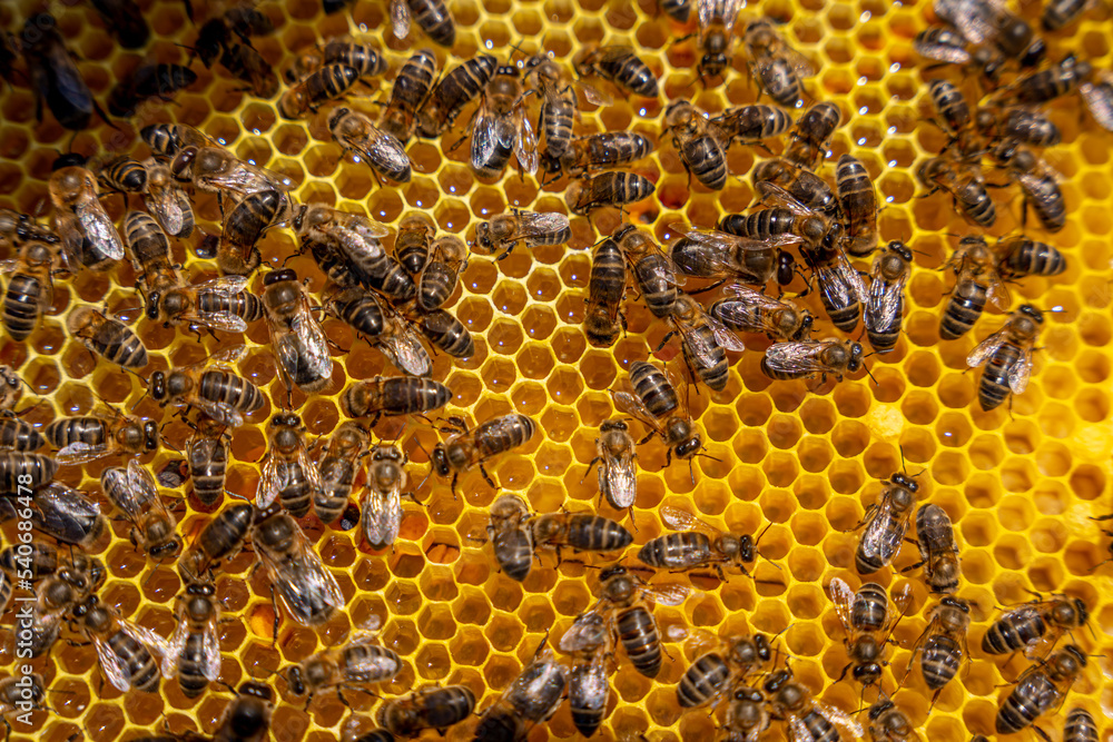 close up image of bees in their honeycomb cells filled with honey. apiary and honey harvest concept close up image of bees in their honeycomb cells filled with honey. apiary and honey harvest concept