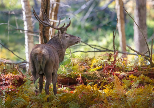 Red deer with large antlers walking in the forest in autumn in Canada