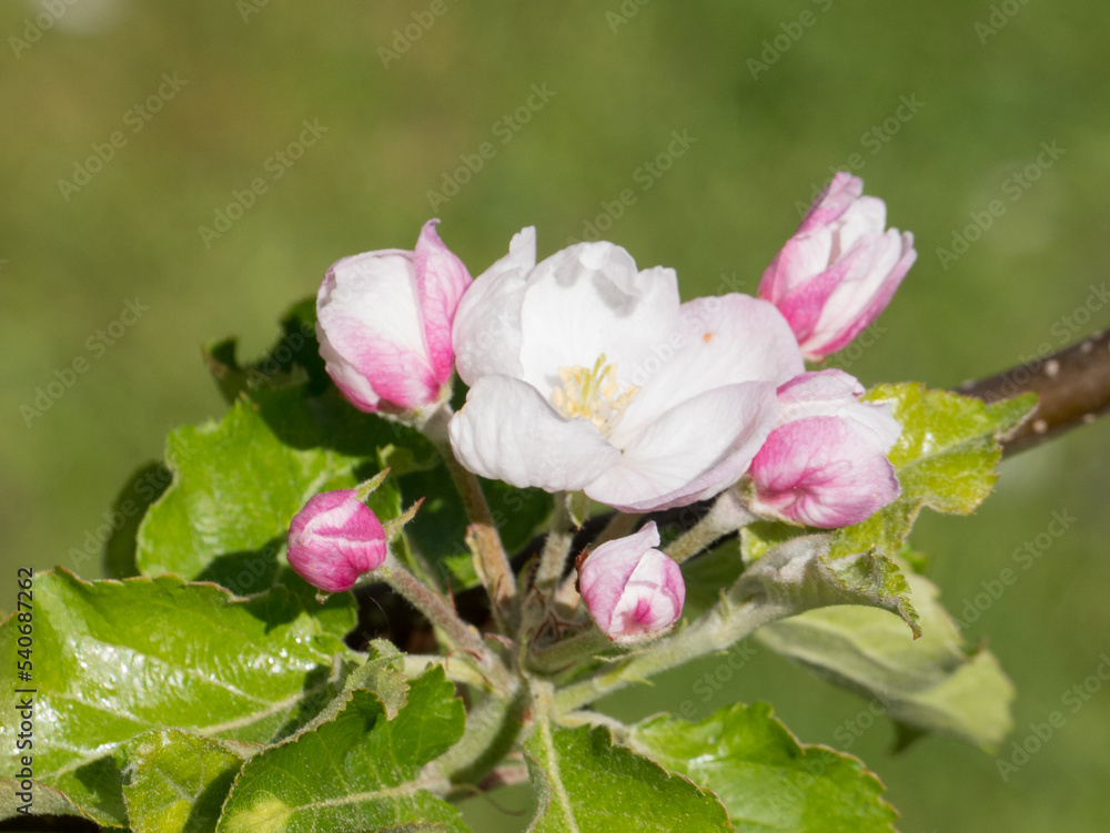 Apfelblüte