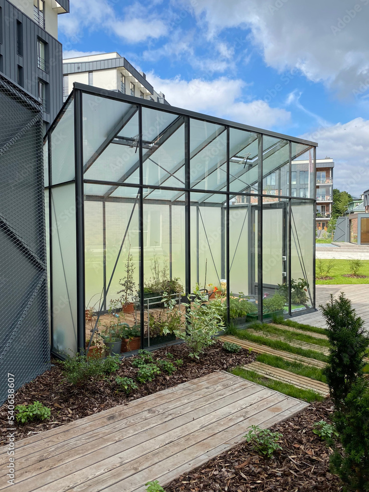 Greenhouse in modern style with wooden floor. Growing greens in pots. Wooden walkway.