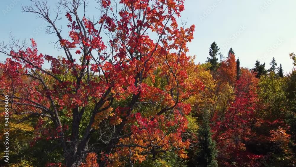 Drone flying close to a tree with magnificent red and orange leaves color of fall later reveals the vast landscape of Algonquin Provincial Park, Ontario, Canada Drone flying close to a tree with magnificent red and orange leaves color of fall later reveals the vast landscape of Algonquin Provincial Park, Ontario, Canada