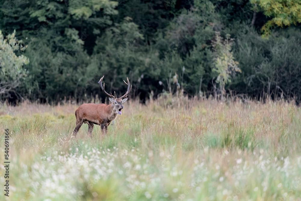 Majestic deer male in the wild (Cervus elaphus) Majestic deer male in the wild (Cervus elaphus)