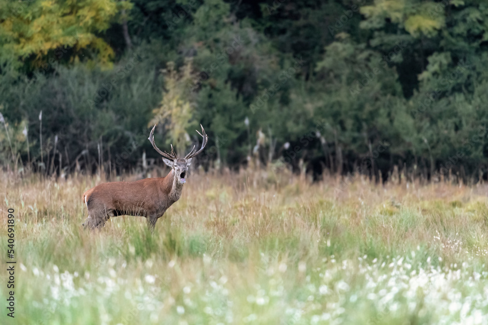 The roar of red deer male (Cervus elaphus) The roar of red deer male (Cervus elaphus)