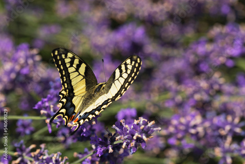 Swallowtail butterfly on a purple flower