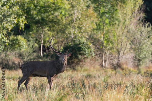 The loser, red deer male with broken horn looking at camera (Cervus elaphus) © manuel
