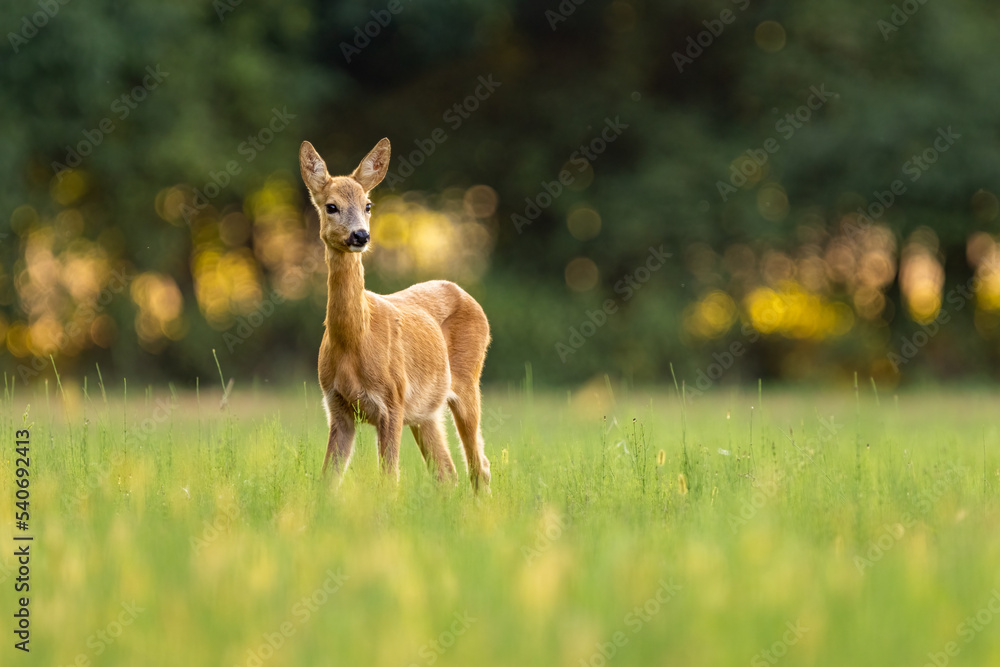 Fototapeta premium Roe deer (Capreolus capreolus) , standing on a meadow.