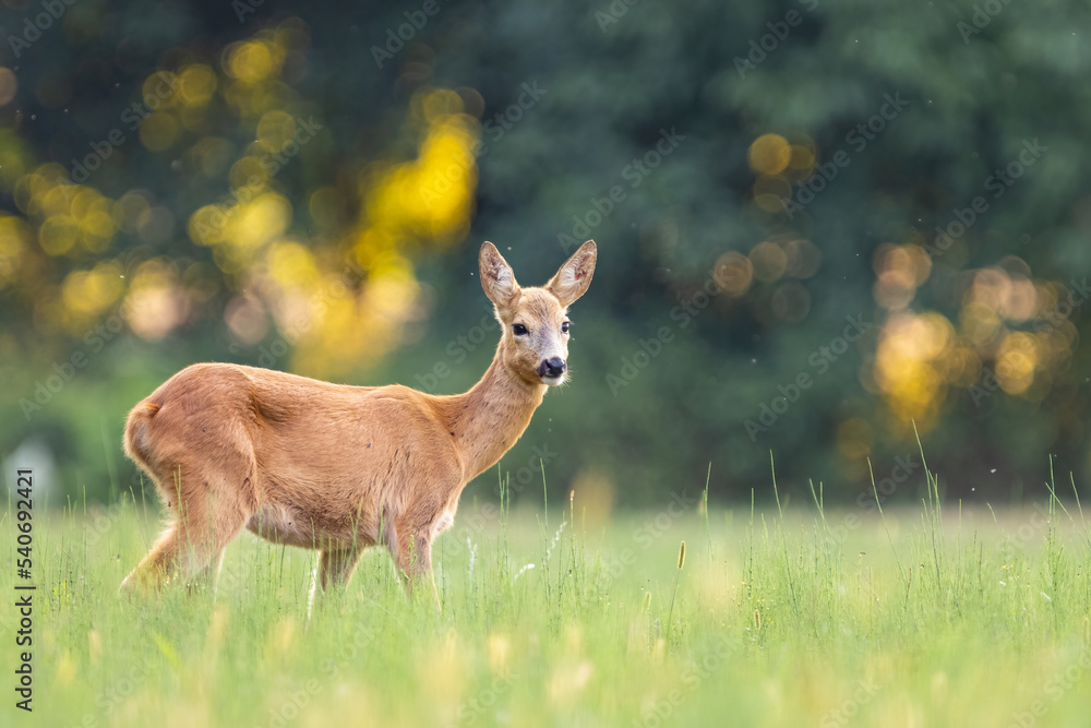 Fototapeta premium Roe deer (Capreolus capreolus) , standing on a meadow.
