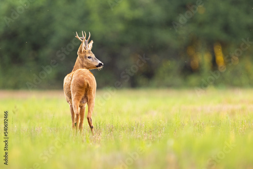 Roe deer with beautiful antlers stands in the meadow (capreolus capreolus) wildlife scenery