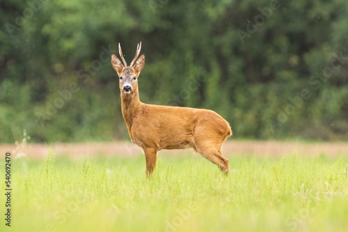 Fototapeta Naklejka Na Ścianę i Meble -  Roe deer with beautiful antlers stands in the meadow (capreolus capreolus) wildlife scenery