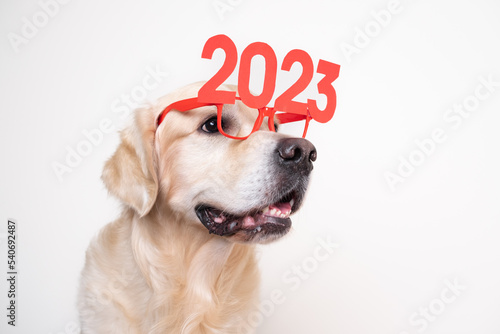 Dog in glasses 2023 for the new year. Golden Retriever for Christmas sitting on a white background with red glasses. Postcard with space for text for the new year with a pet.