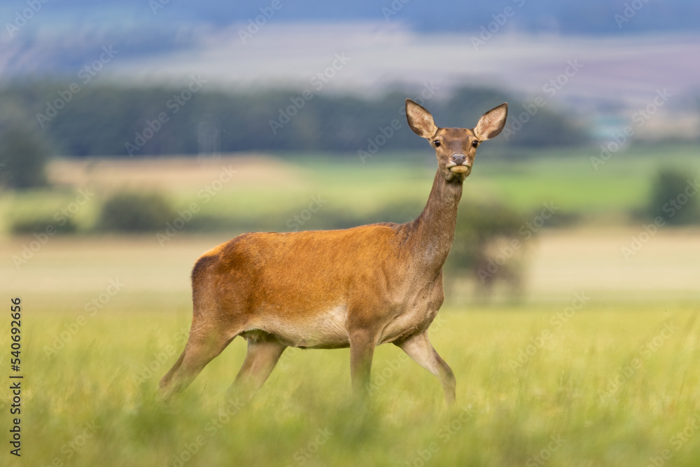 Red deer ( Cervus elaphus ) female standing on green meadow with selective focus. Wildlife scenery Red deer ( Cervus elaphus ) female standing on green meadow with selective focus. Wildlife scenery