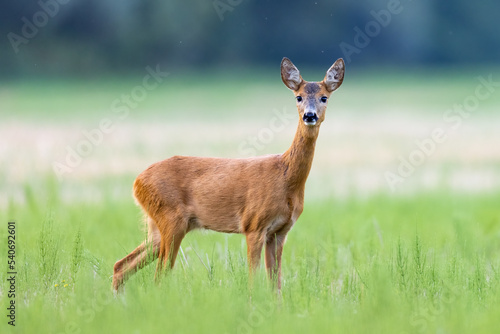 Roe deer (Capreolus capreolus) , standing on a meadow.