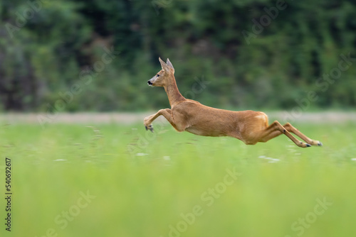 Roe deer female running on the meadow (capreolus capreolus) wildlife scenery