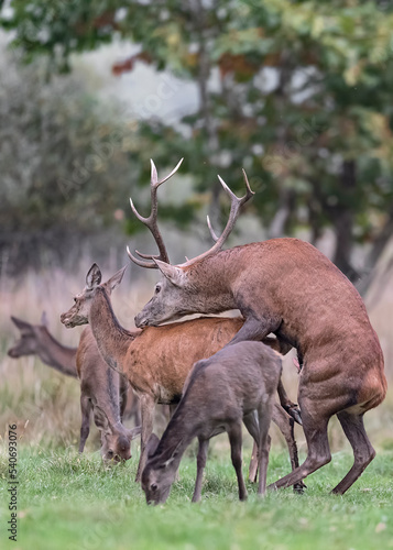 The mating season  deer in love  Cervus elaphus 