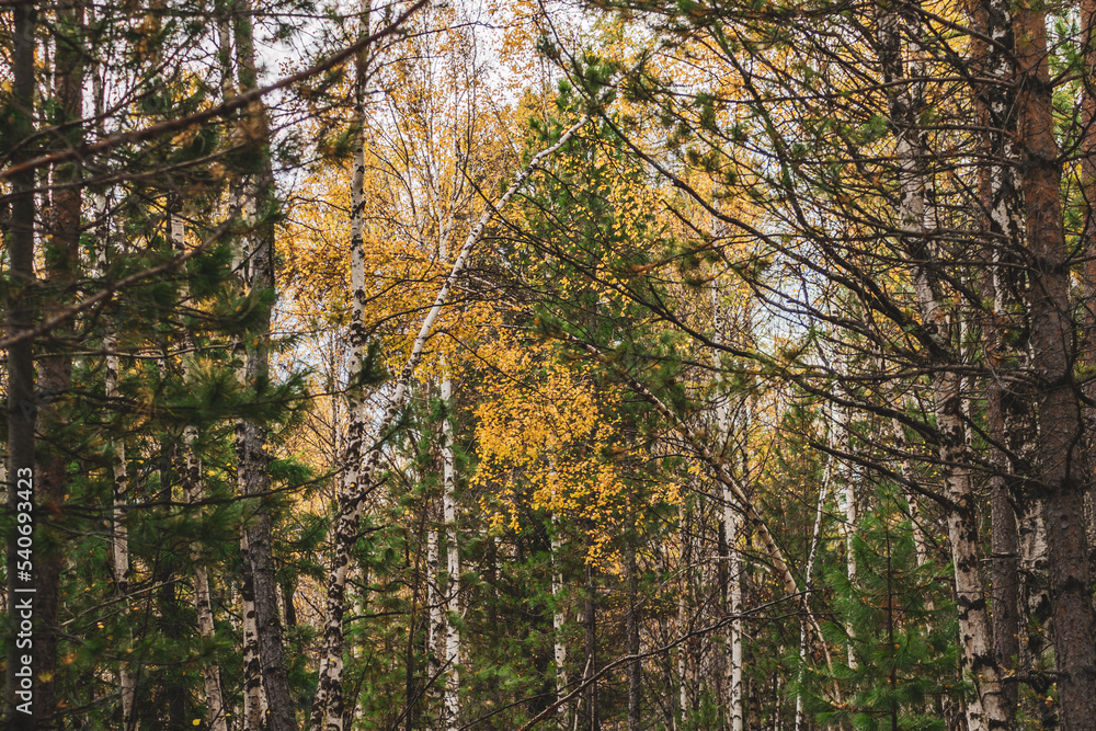 Fototapeta premium autumn in the forest