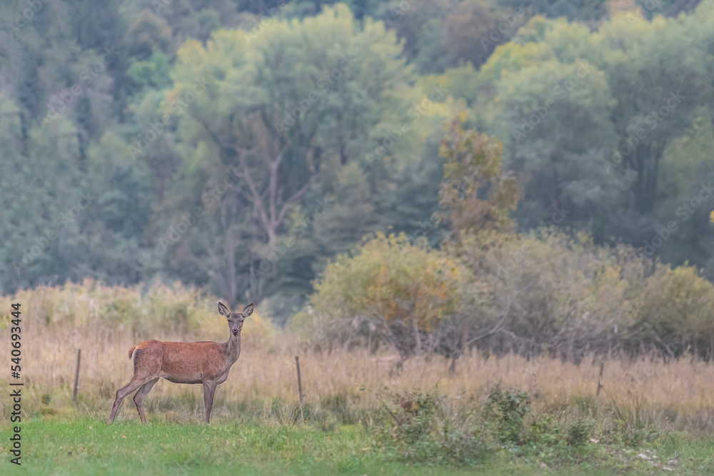 Naklejka premium A beautiful deer female in the wild (Cervus elaphus)