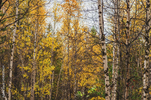 autumn in the park