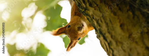 Animal wildlife background - Sweet cute red squirrel ( sciurus vulgaris ) looks cheeky out from behind tree trunk in forest in the natural environment on a sunny autumn morning