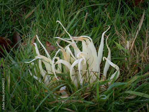 Clavaria fragilis, in field. Aka fairy fingers, white worm coral, or white spindles. photo