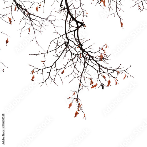 Linden tree branches isolated on white background photo