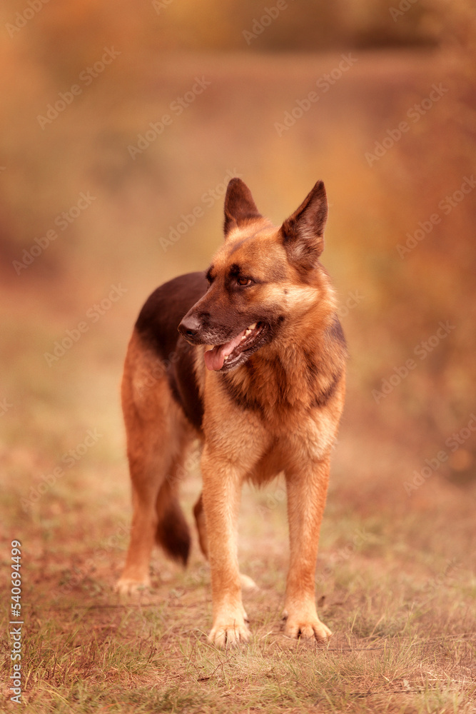 Naklejka premium Adorable German shepherd standing in the grass