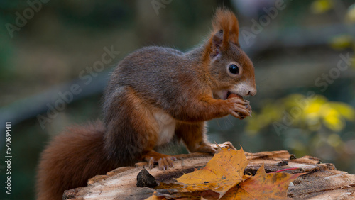 Animal wildlife background -  Sweet cute red squirrel   sciurus vulgaris   sitting on stump with colored fallen leaves in forest  eating hazelnut in the natural environment on a sunny autumn morning