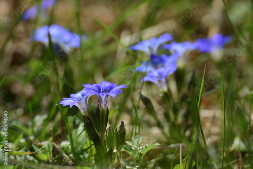 Bright blue gentian flowers in a meadow. 