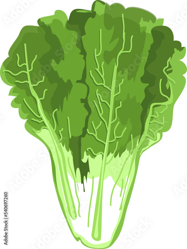 Illustration lettuce fruit vegetable flat design.