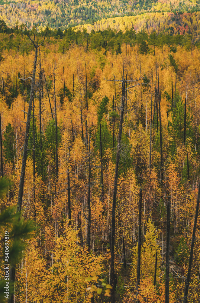 Fototapeta premium autumn in the mountains