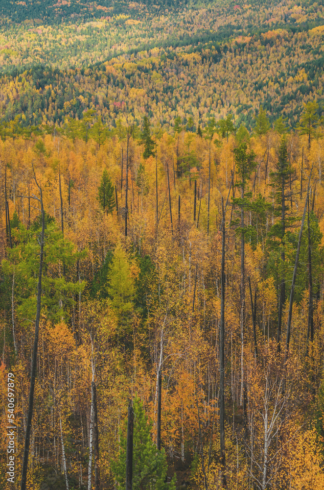 Fototapeta premium autumn in the mountains
