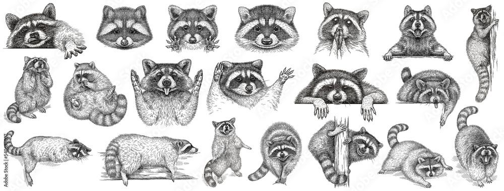 Vintage engrave isolated raccoon set illustration cut ink sketch. Wild pet background line racoon collection art
