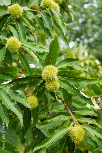 Sweet chestnut tree, spiked ripening edible green fruits on a branch